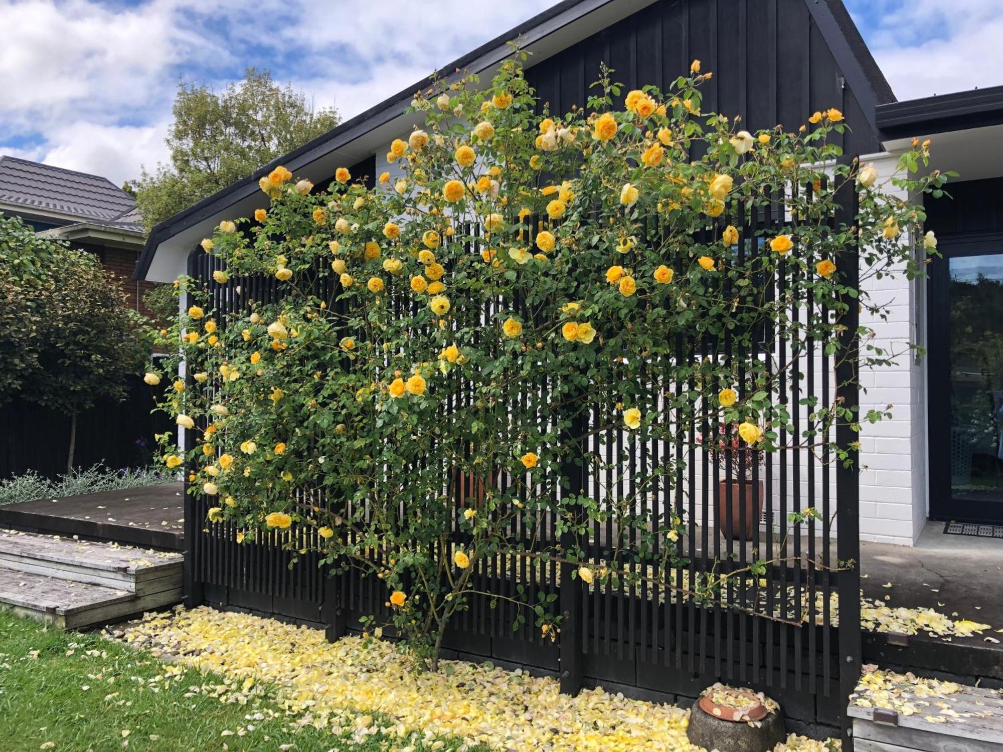 Fashion,Bright And Spacious,Superior Location Hamilton Eksteriør bilde